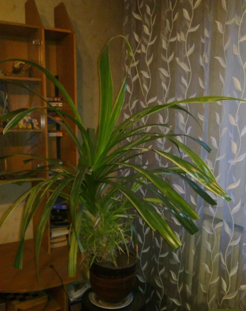 Комнатное растение , 110х110см,  для офиса и дома,  доставка